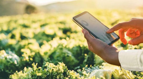 Person looking at analytics report near a cabbage field